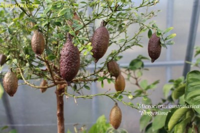 Microcitrus australasicaFingerlime1 - 